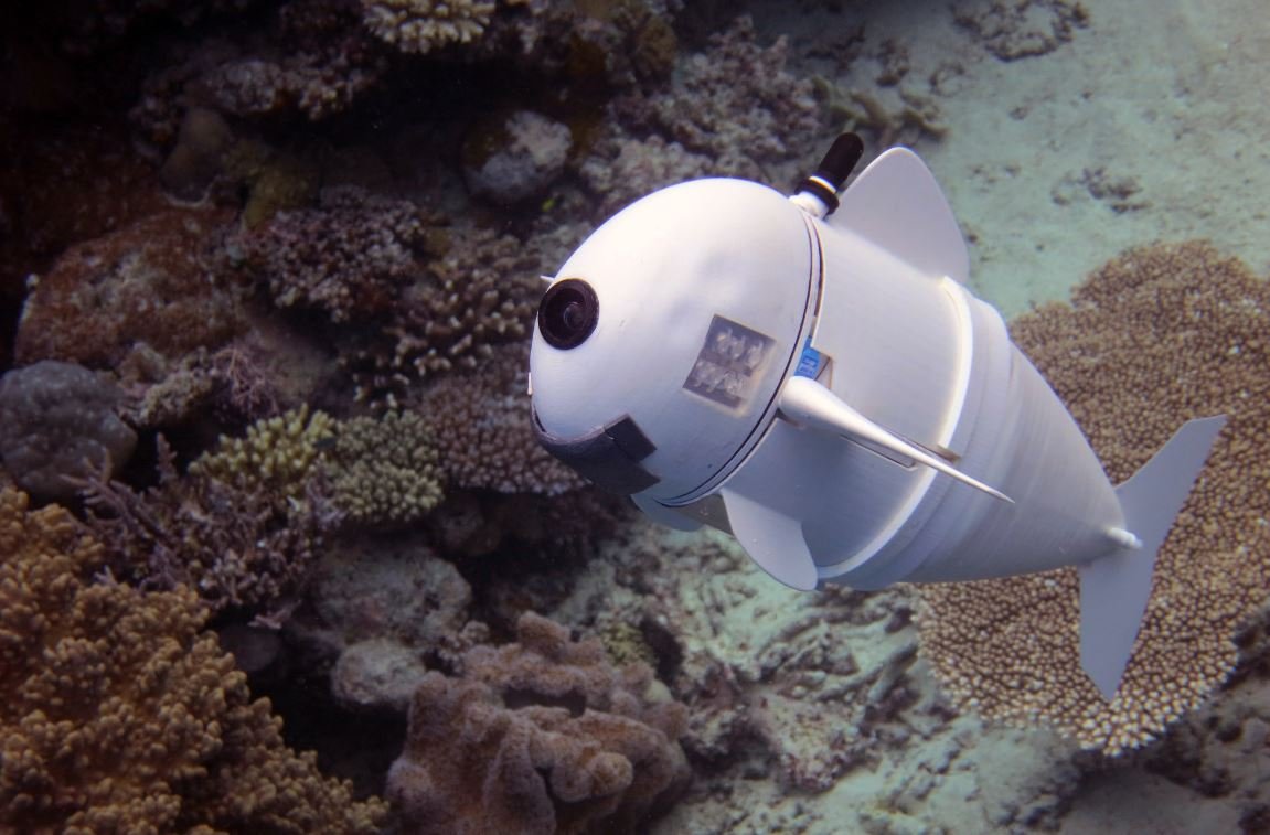 Meet Evethe robotic fish