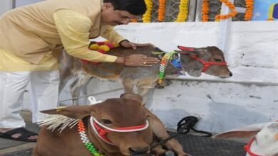 मुख्यमंत्री डॉ. यादव ने की गोवर्धन पूजा की तैयारी 10 मुख्यमंत्री डॉ. मोहन यादव ने गोवर्धन पूजा की तैयारी के क्रम में मुख्यमंत्री निवास में गौवंश की पूजा कर उनका साज-श्रृंगार किया। उल्लेखनीय है कि गोवर्धन पूजा के अंतर्गत कृषि और समृद्धि के प्रतीक गौवंश की पूजा और उन्हें सजाने का विधान है, इसका आध्यात्मिक महत्व भी है। मुख्यमंत्री निवास स्थित गौशाला में देश में पाई जाने वाली प्रमुख नस्लों जैसे गिर, साहिवाल, पुंगनूर, मालवी, थारपरकर आदि का गौवंश विद्यमान है। मुख्यमंत्री डॉ. यादव ने आध्यात्मिक और सांस्कृतिक चेतना की स्त्रोत गौमाता की सेवा, सम्मान एवं संवर्धन के लिए प्रदेश की सभी गौ-शालाओं में गोवर्धन पूजा के अवसर पर कार्यक्रम आयोजित करने के निर्देश दिए हैं। गौवंश रक्षा वर्ष के अंतर्गत 02 नवम्बर को सभी जिलों में गौ-शालाओं में कार्यक्रम होंगे। इनमें मंत्रीगण तथा स्थानीय जनप्रतिनिधि भी शामिल होंगे।