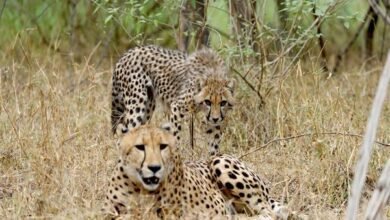 केन्द्र और राज्य सरकार ने मिलकर रचा वन्यजीव संरक्षण का इतिहास 6