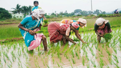 छत्तीसगढ़ के किसान की अनोखी तरकीब, कम मेहनत में ज्यादा कमाई! 13