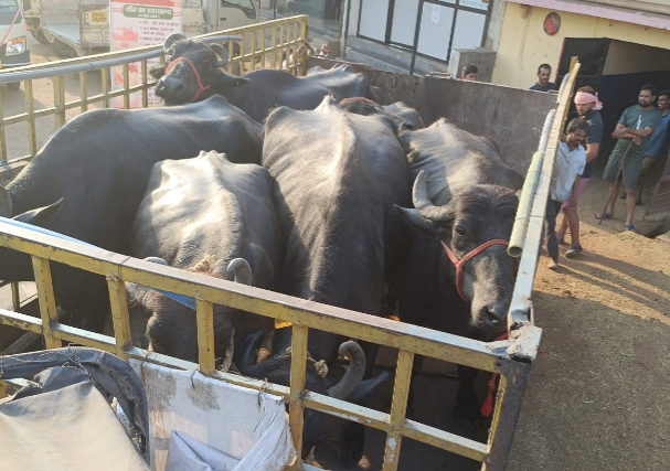 निगम जोन 9 ने कुशाभाऊ ठाकरे वार्ड में डेयरी पर कार्यवाही कर शहर सीमा के बाहर शिफ्ट किया 1
