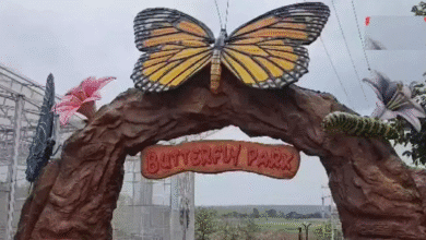 खंडवा में खुला एमपी का अनोखा तितली पार्क, जंगल के बीच हट, टेंट और बोटिंग का मज़ा एक साथ 4